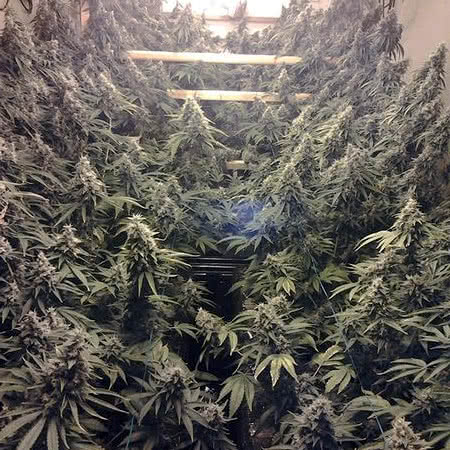 Amherst Sour Diesel Feminized Seeds