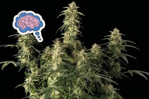 amnesia auto strain by seedsman