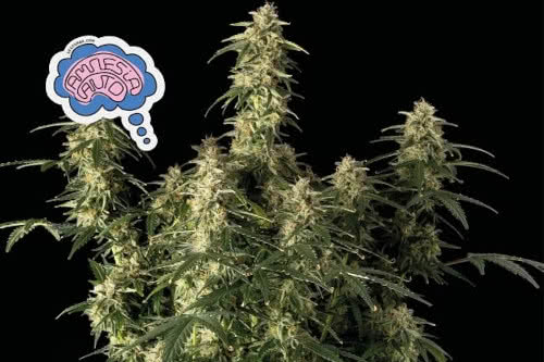 amnesia autoflower seeds cannabis plant