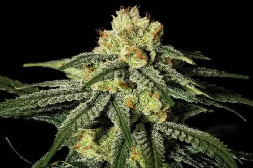 amnesia fast feminized strain plant