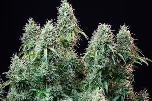 amnesia haze auto strain by rqs