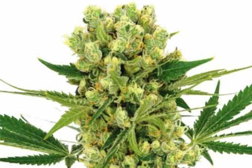 amnesia haze strain plant by ilgm