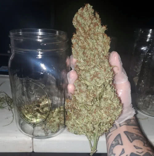 amnesia haze, ilgm, grown by reddit user