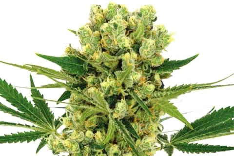 amnesia haze sativa strain plant by ilgm