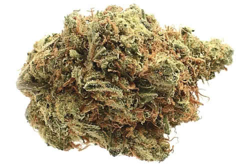 amnesia haze strain bud by seed supreme