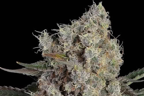 another level strain plant by happy valley genetics