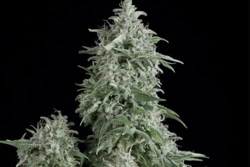 anubis strain by pyramid seeds