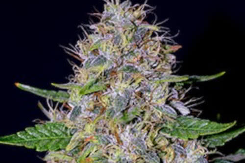 apple crumble strain by g13 labs