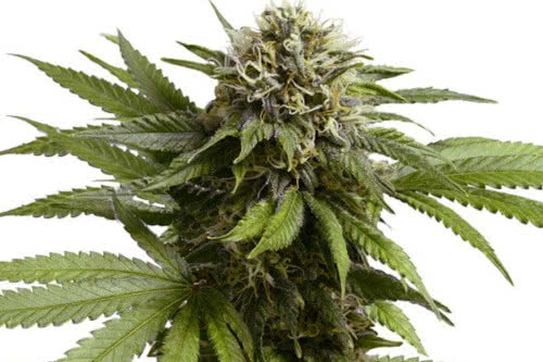 apple fritter auto by royal queen seeds