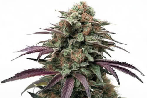 apple fritter exotic strain weed plant