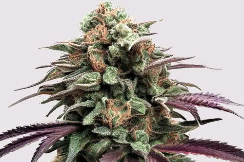 apple fritter high thc plant by ilgm