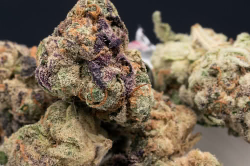 apple fritter strain buds