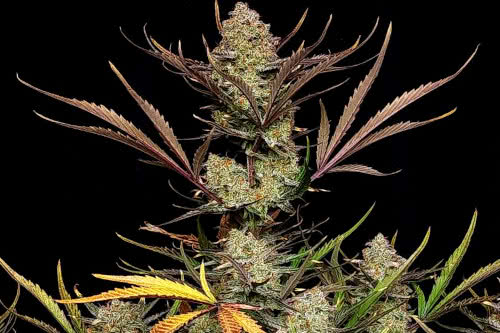 apple strudel auto strain plant by fast buds