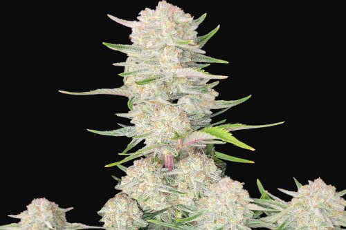 apricot auto strain plant by fast buds