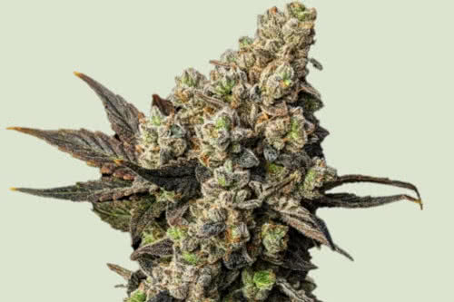 astro lemonade f1 strain plant by rqs