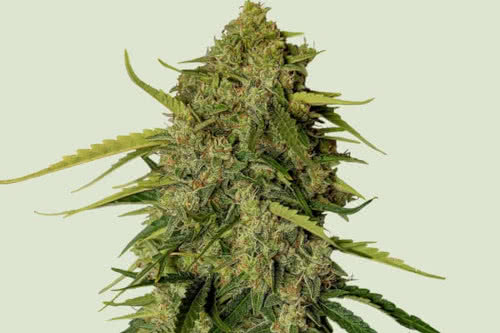 atlas f1 auto strain plant by royal queen seeds