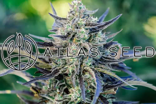 atlas seed logo and cannabis plant