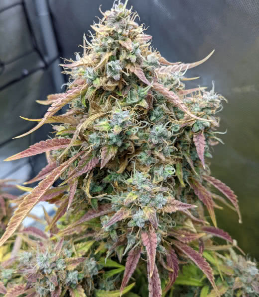 fog dog auto strain plant, atlas seed, grown by reddit user