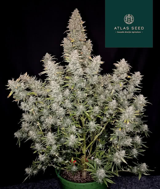 grease gun strain plant, atlas seed, grown by reddit user