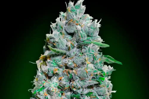 auto afghan mass xxl strain by 00 seeds