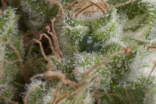 auto american pie strain by pyramid seeds