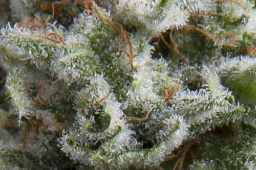 auto anesthesia strain by pyramid seeds