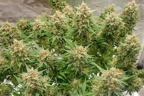 auto banana blaze strain plant by dutch passion