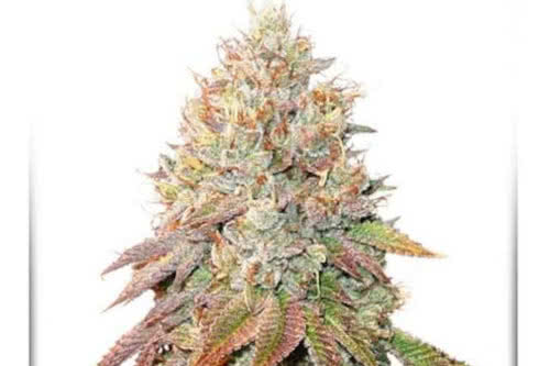 auto banana blaze strain plant by dutch passion