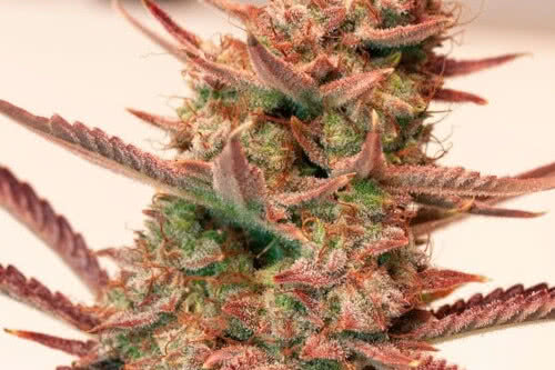 auto banana blaze weed strain