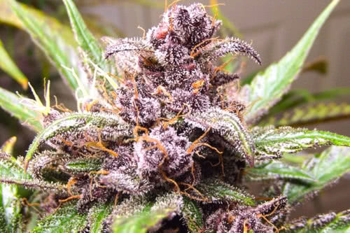 auto blackberry kush strain plant by dutch passion