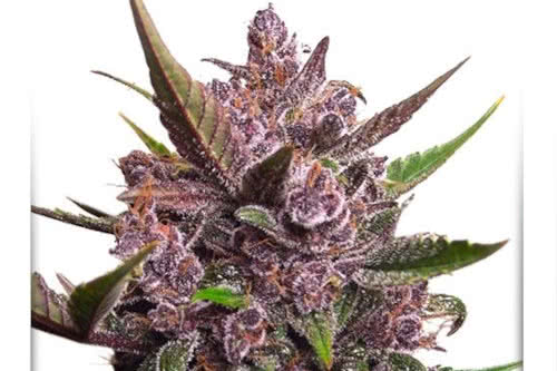 auto blackberry kush strain plant by dutch passion