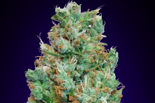 auto blueberry strain by 00 seeds