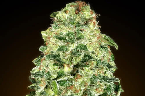 auto california kush strain by 00 seeds