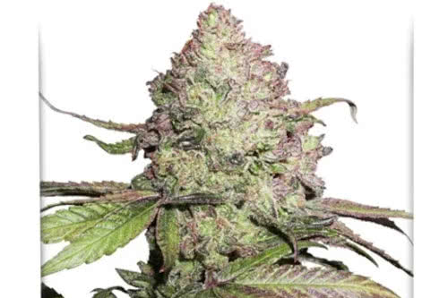 auto cbd charlottes angel strain plant by dutch passion