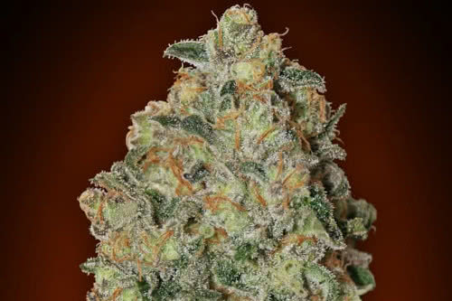 auto chocolate skunk strain by 00 seeds