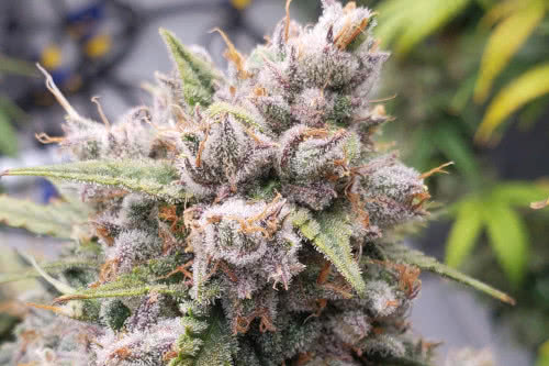 auto cinderella jack strain plant by dutch passion