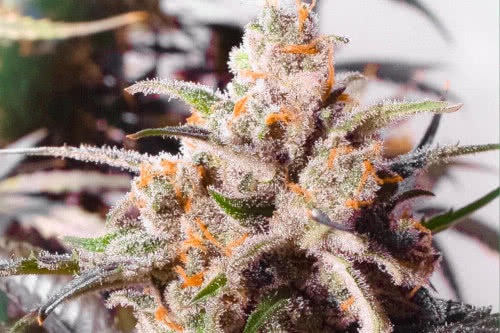 auto colorado cookies strain plant by dutch passion