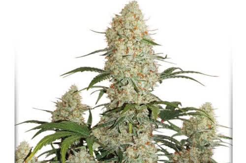 auto critical orange punch strain plant by dutch passion