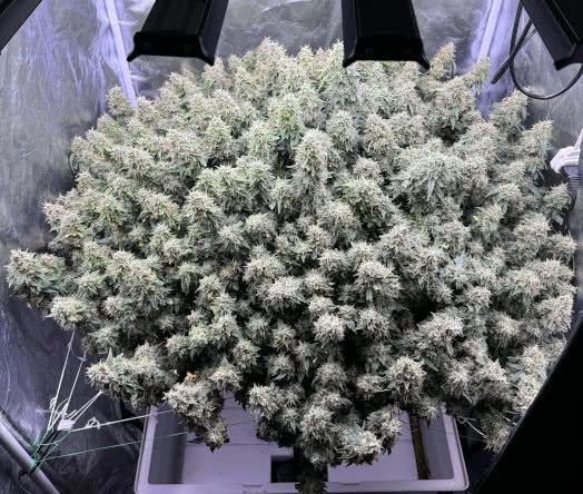 auto critical orange punch, dutch passion, grown by reddit user