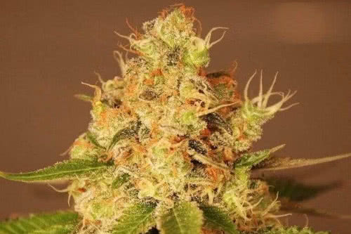 auto diesel strain by g13 labs