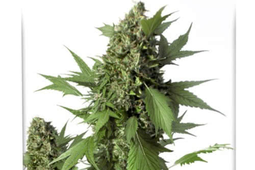 auto duck strain plant by dutch passion