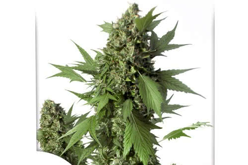 auto duck strain by dutch passion