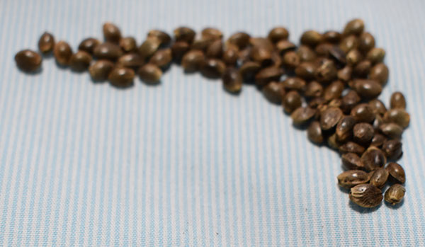 autoflowering cannabis seeds USA