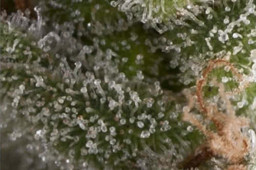 auto fresh candy strain by pyramid seeds