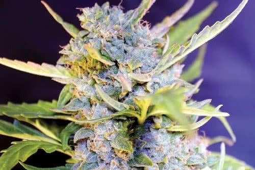 auto fro yo strain by g13 labs