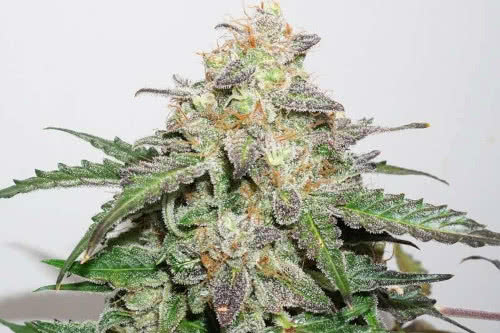 auto glueberry og strain plant by dutch passion