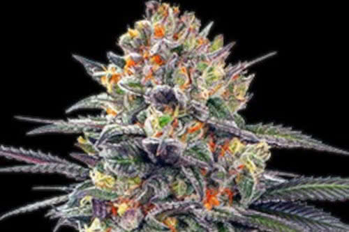 auto jealous mary strain by g13 labs