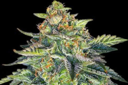 auto london creme cake strain by g13 labs