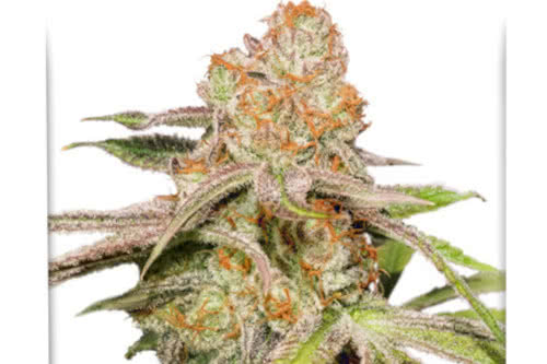 auto mac 1 strain plant by dutch passion