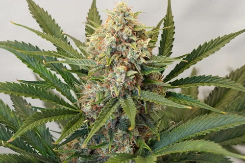 auto mac one strain by dutch passion